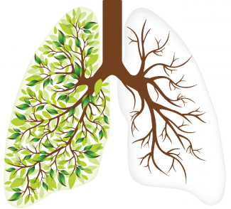lungs