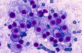 Histopathology